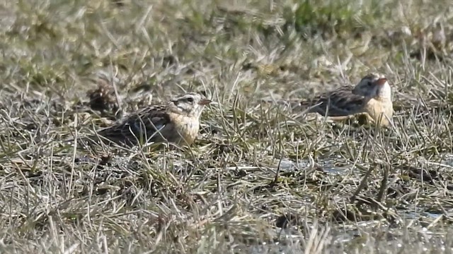 Smith's Longspur - ML632766613