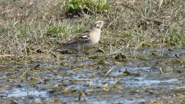 Smith's Longspur - ML632766625