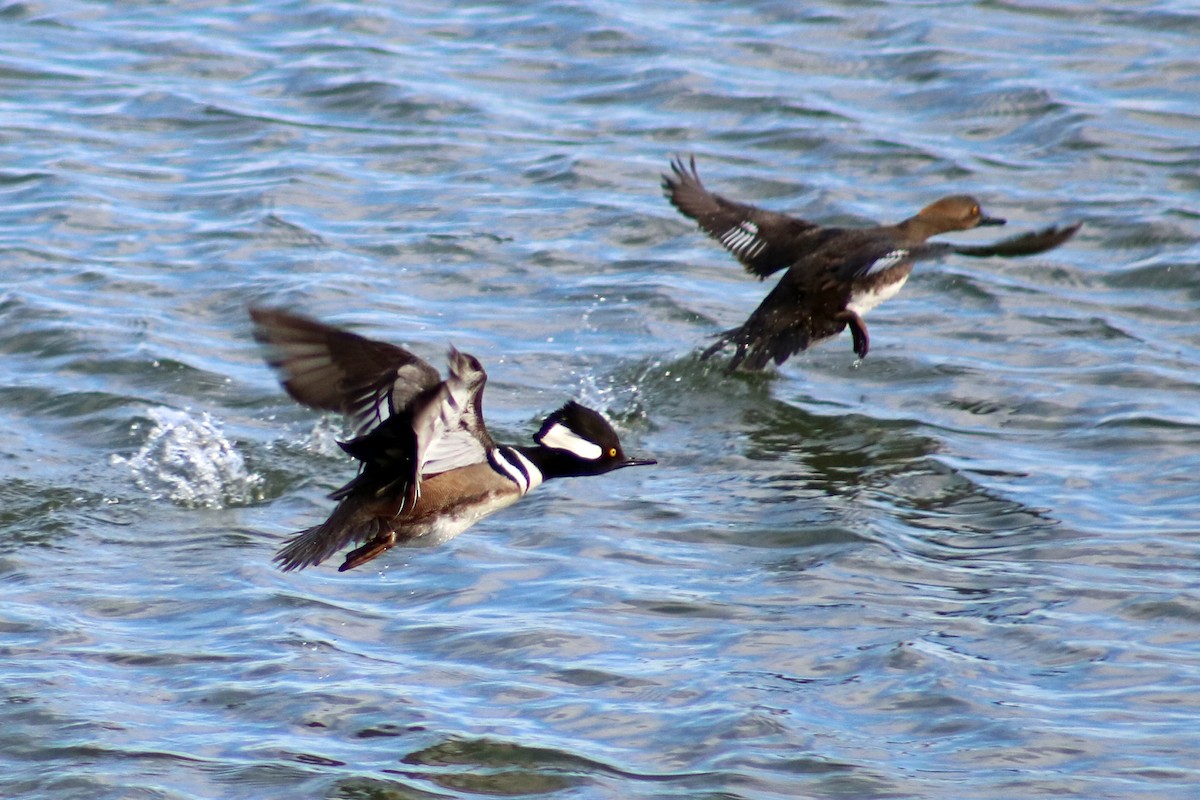 Hooded Merganser - ML632766732