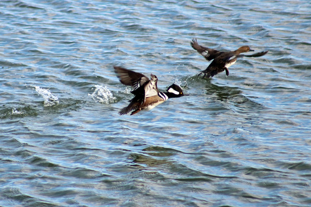 Hooded Merganser - ML632766733