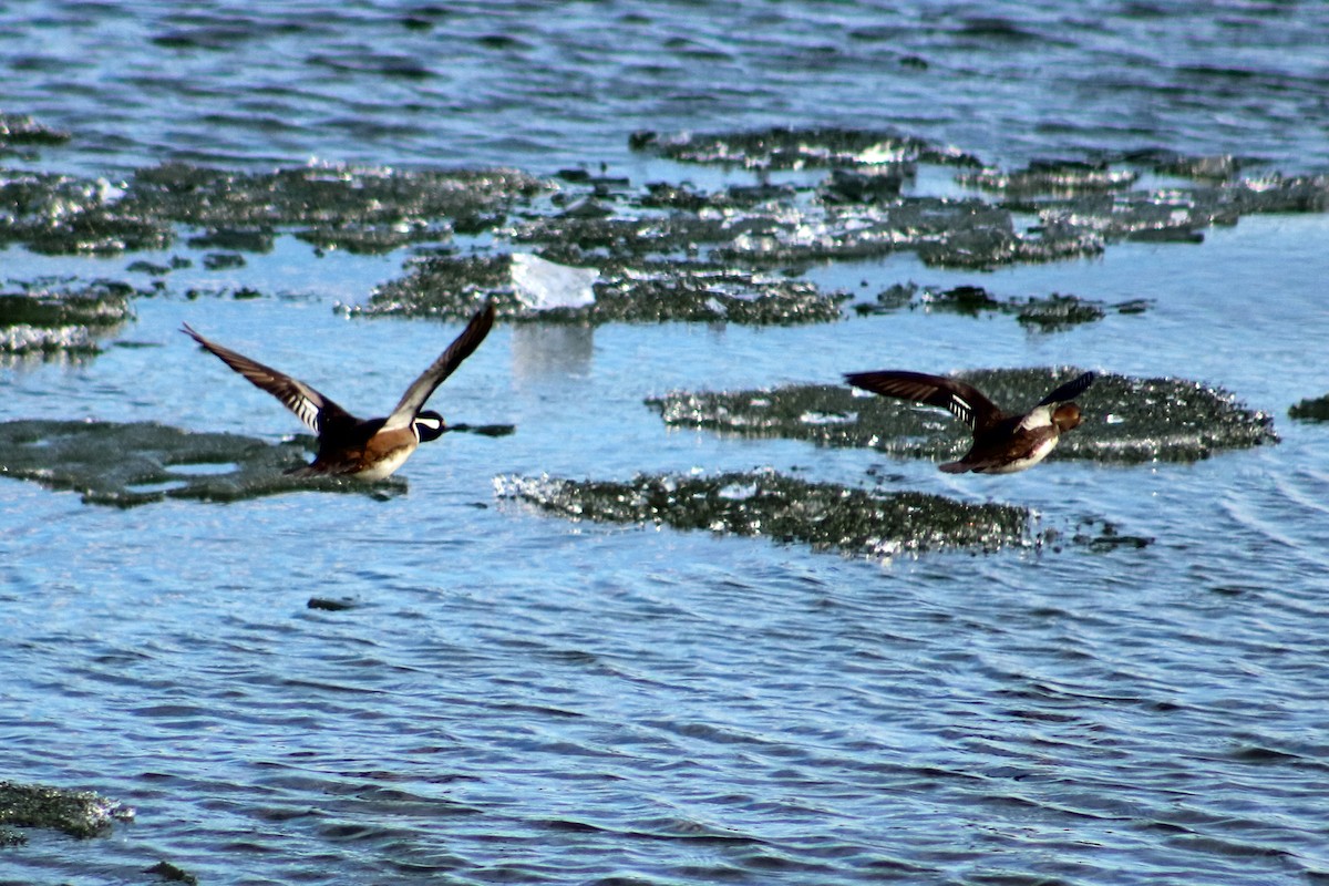 Hooded Merganser - ML632766734