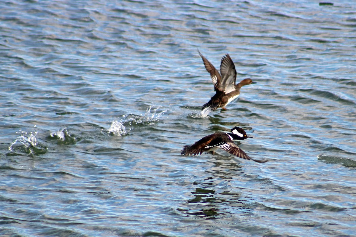 Hooded Merganser - ML632766735
