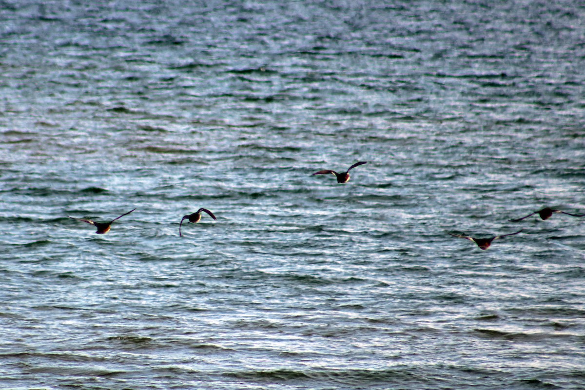 Hooded Merganser - ML632766736
