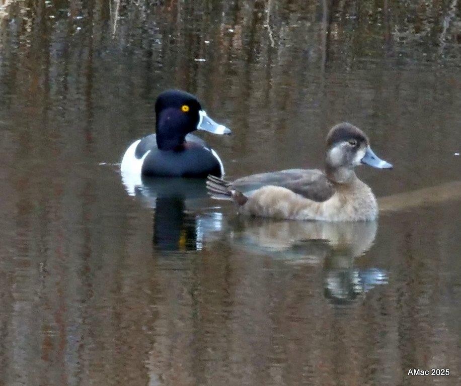 Ring-necked Duck - ML632766744