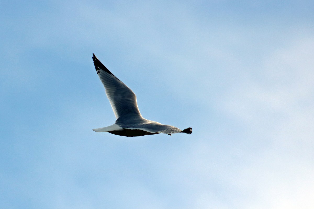 Ring-billed Gull - ML632766787
