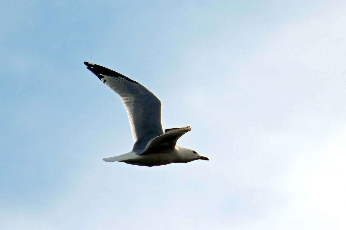 Ring-billed Gull - ML632766788