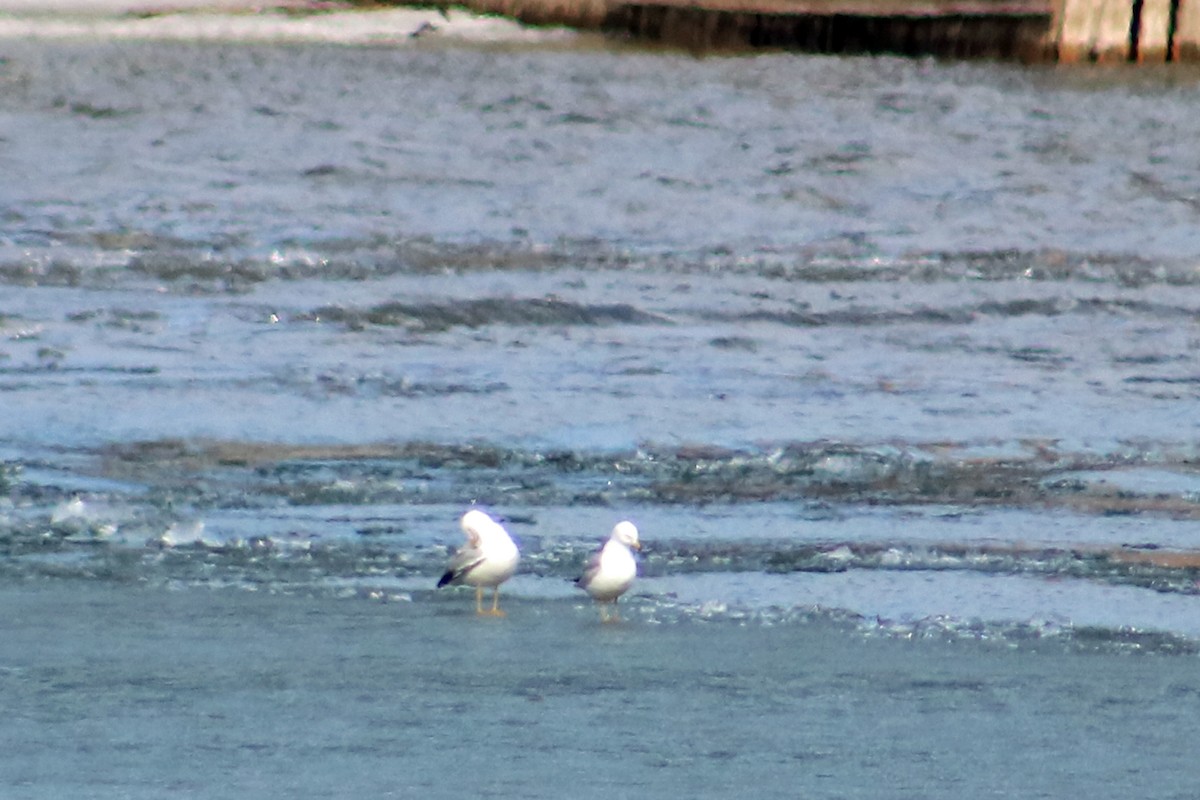 Ring-billed Gull - ML632766789