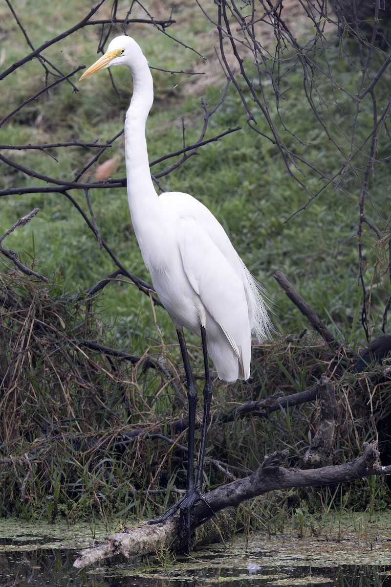 Great Egret - ML632766828