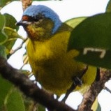 Elegant Euphonia - ML632766838