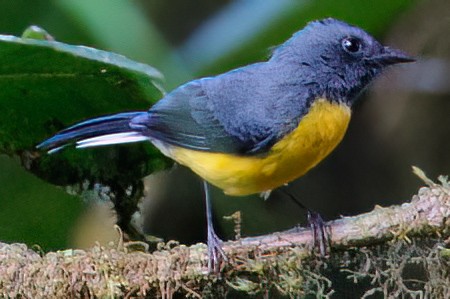 Slate-throated Redstart - ML632766841