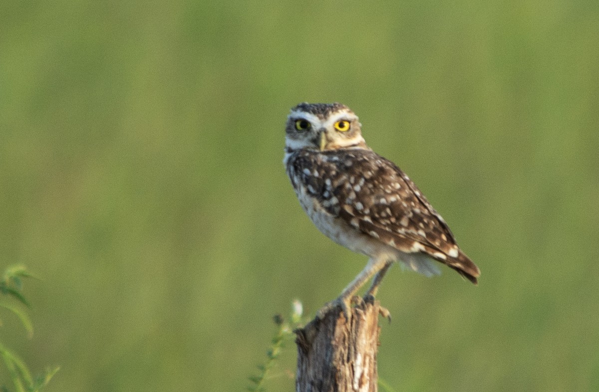 Burrowing Owl (grallaria) - ML632766904
