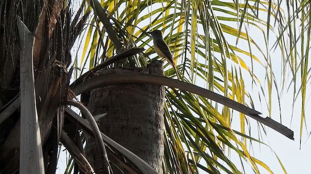 Great Crested Flycatcher - ML632766933
