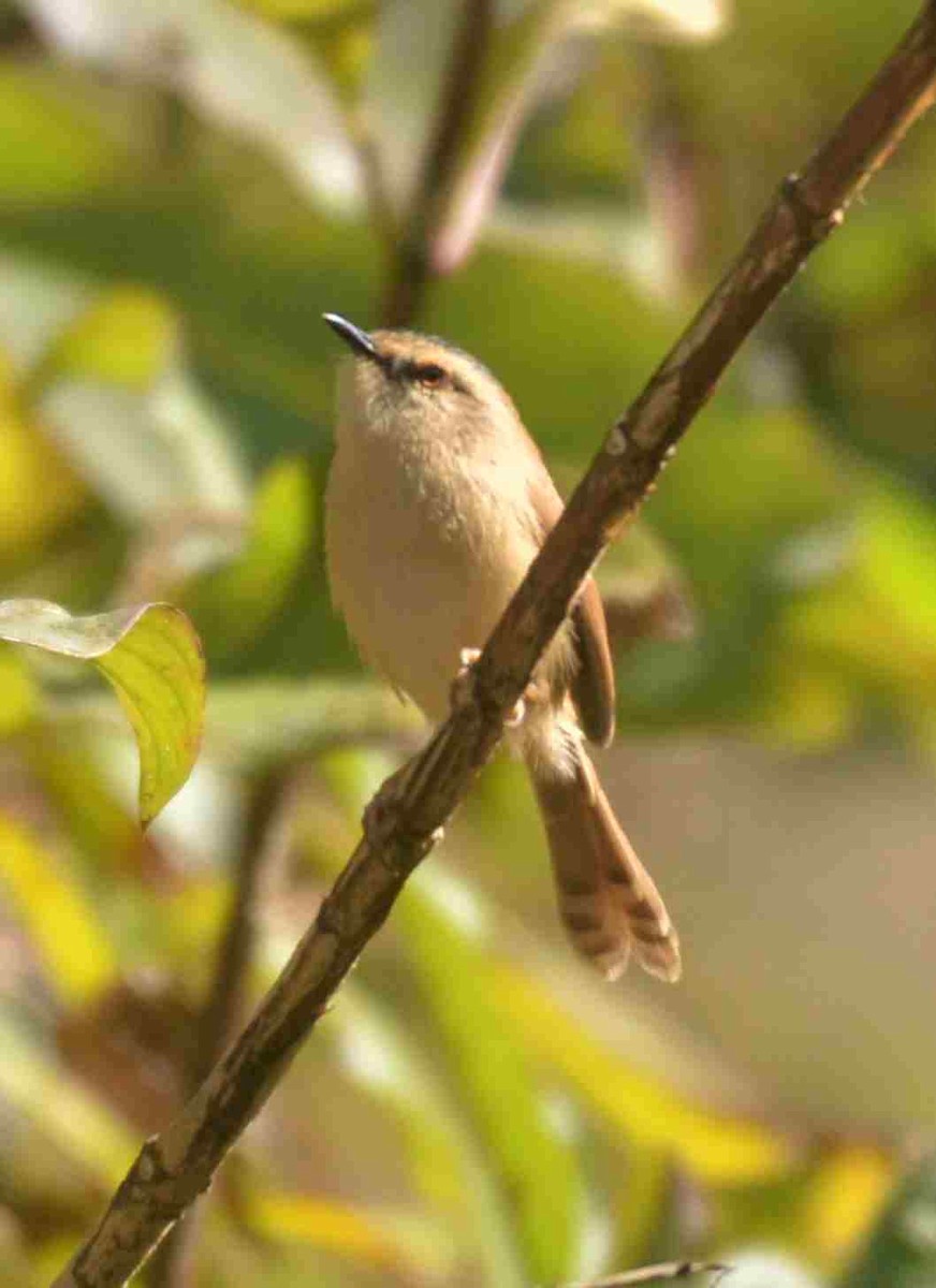 Gray-crowned Prinia - ML632767099