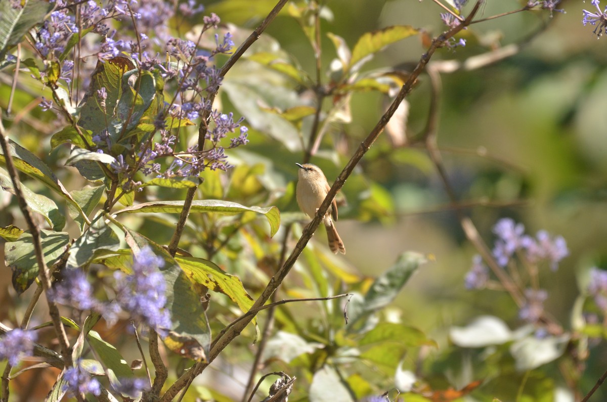 Gray-crowned Prinia - ML632767179