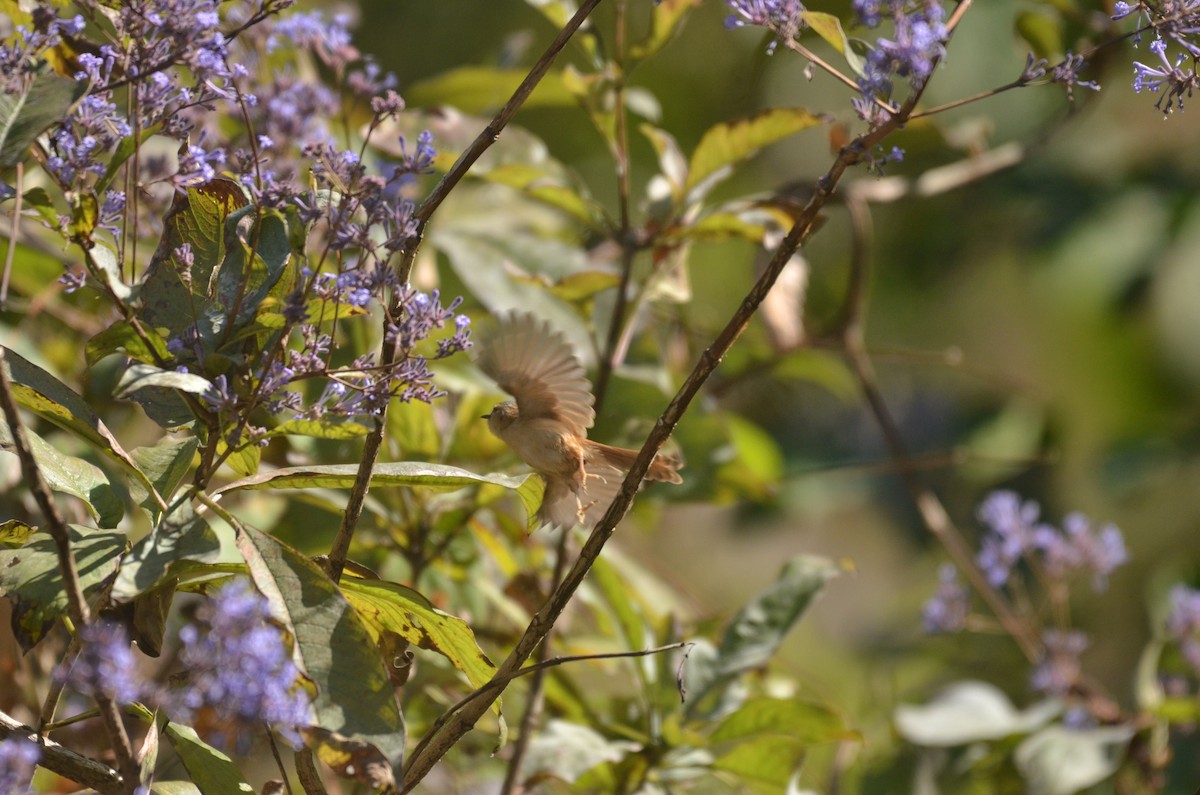 Gray-crowned Prinia - ML632767180