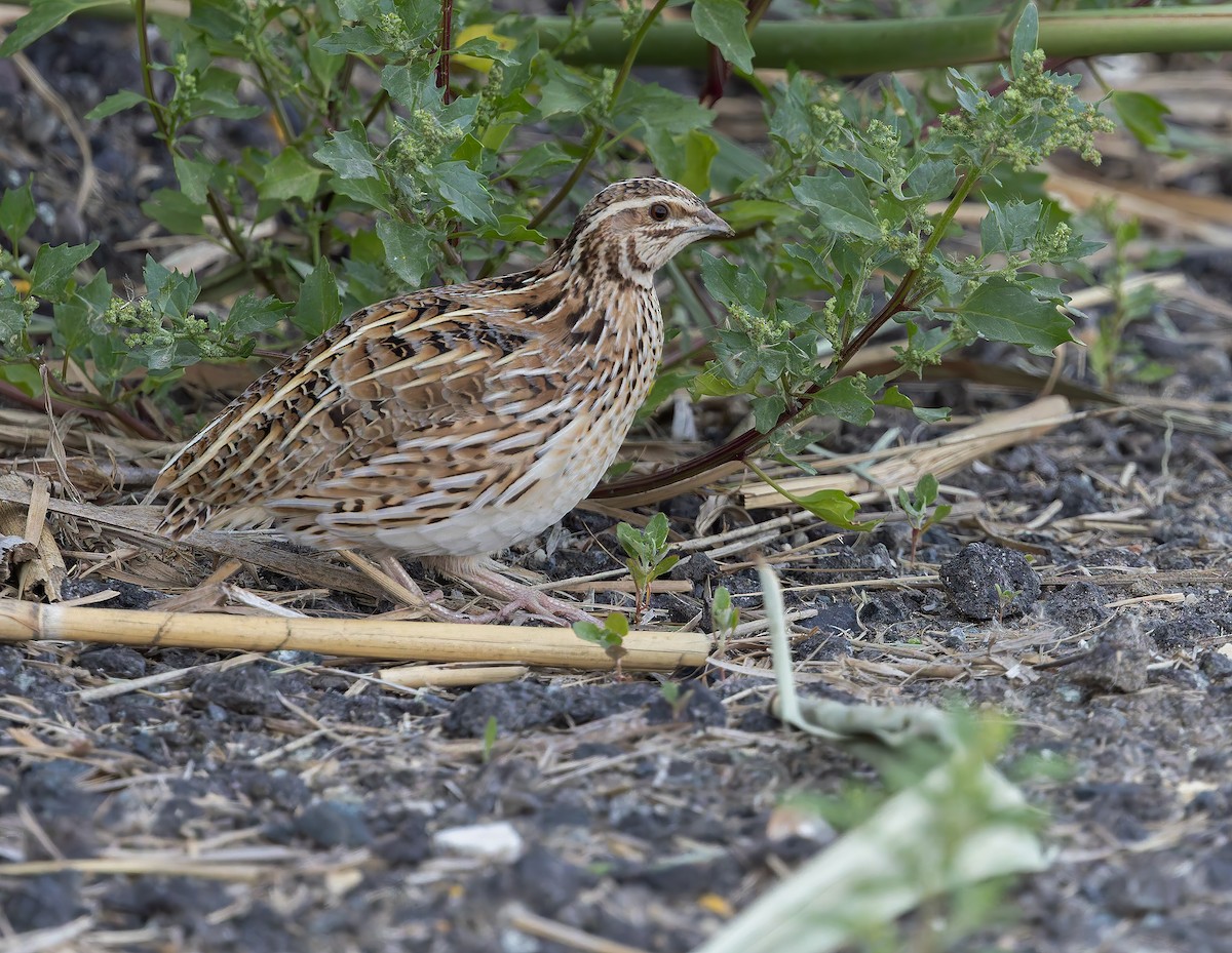 Common Quail - ML632767230