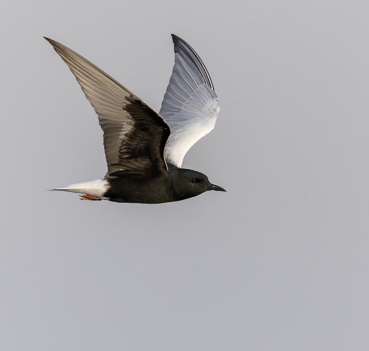 White-winged Tern - ML632767252
