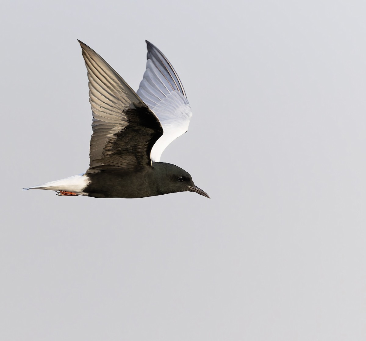 White-winged Tern - ML632767253