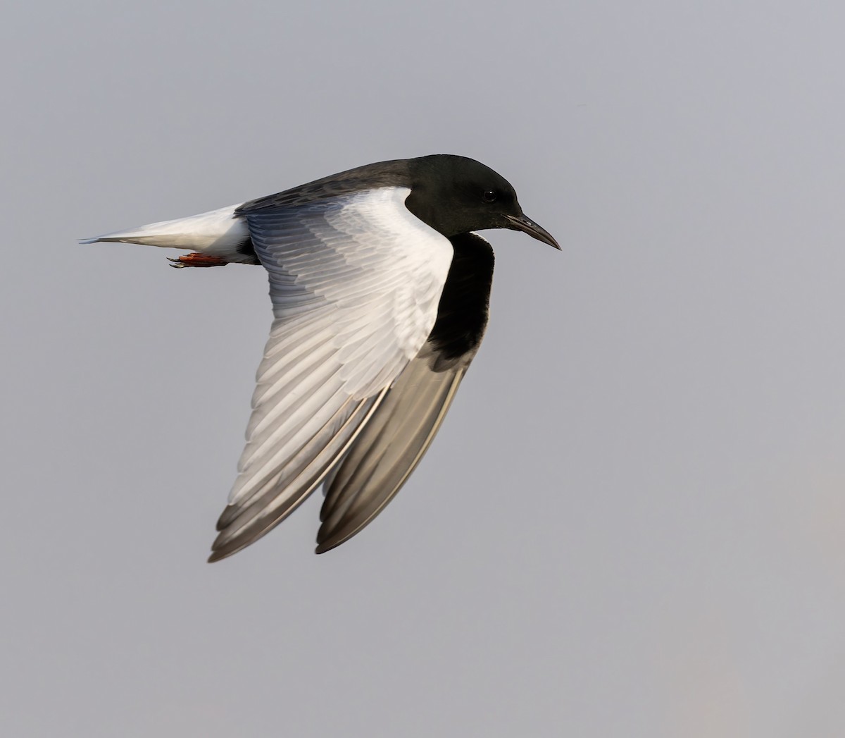 White-winged Tern - ML632767254