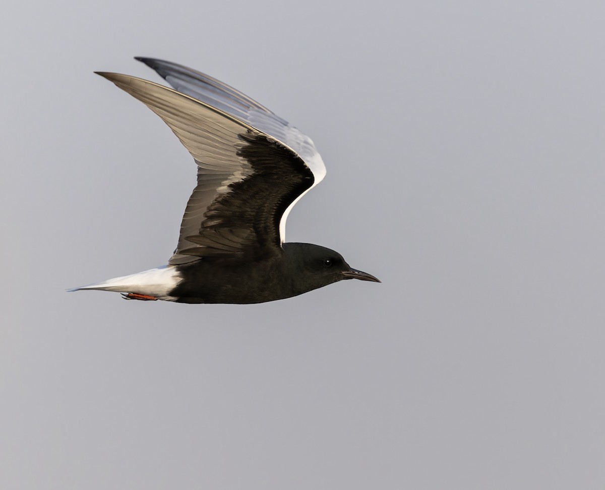 White-winged Tern - ML632767255