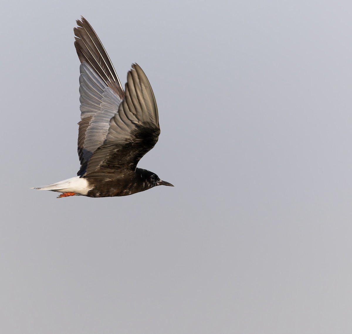 White-winged Tern - ML632767256