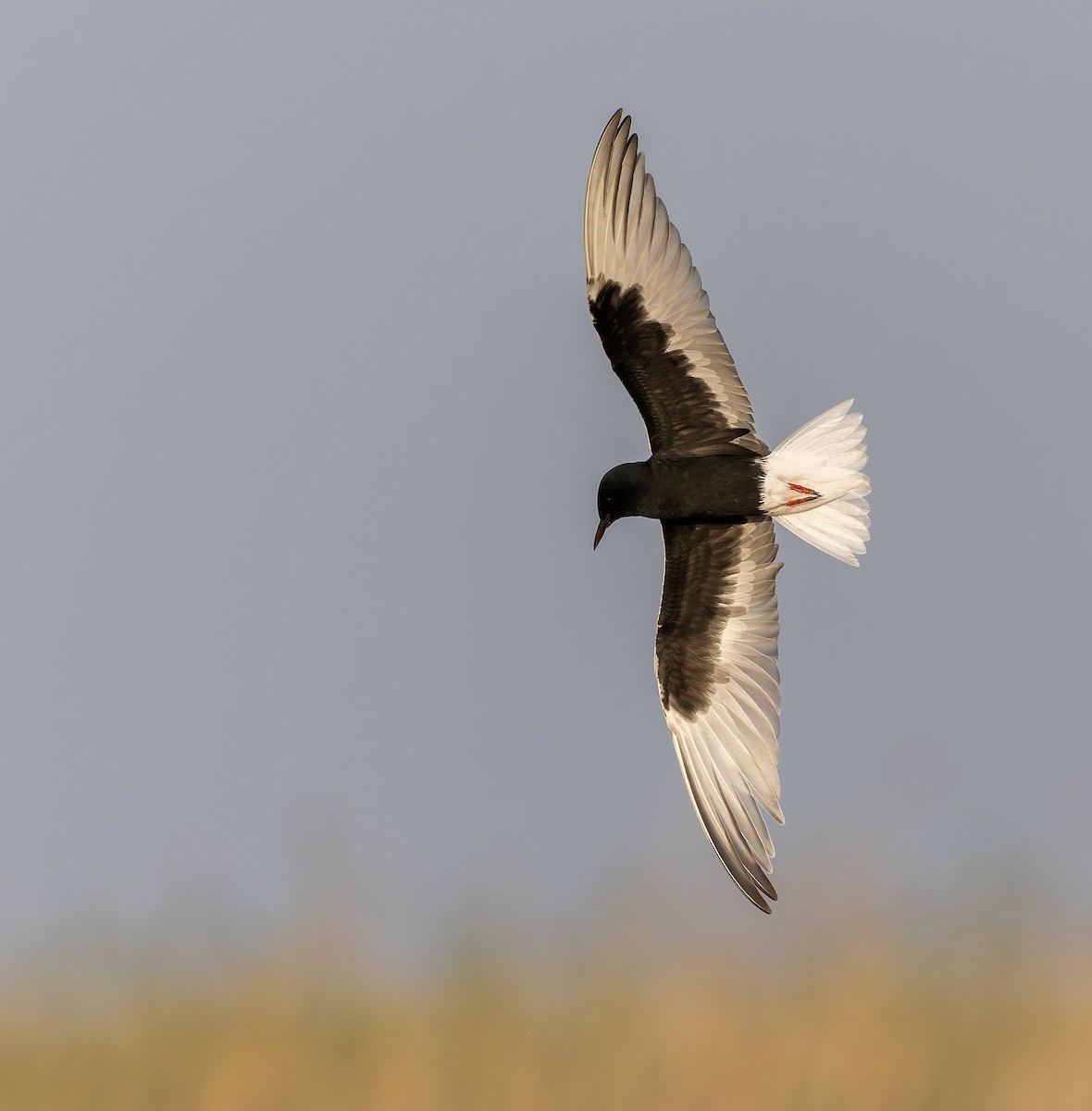 White-winged Tern - ML632767257