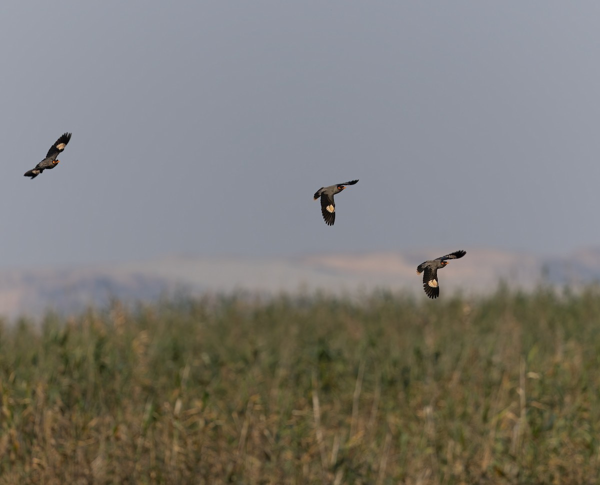 Bank Myna - ML632767276