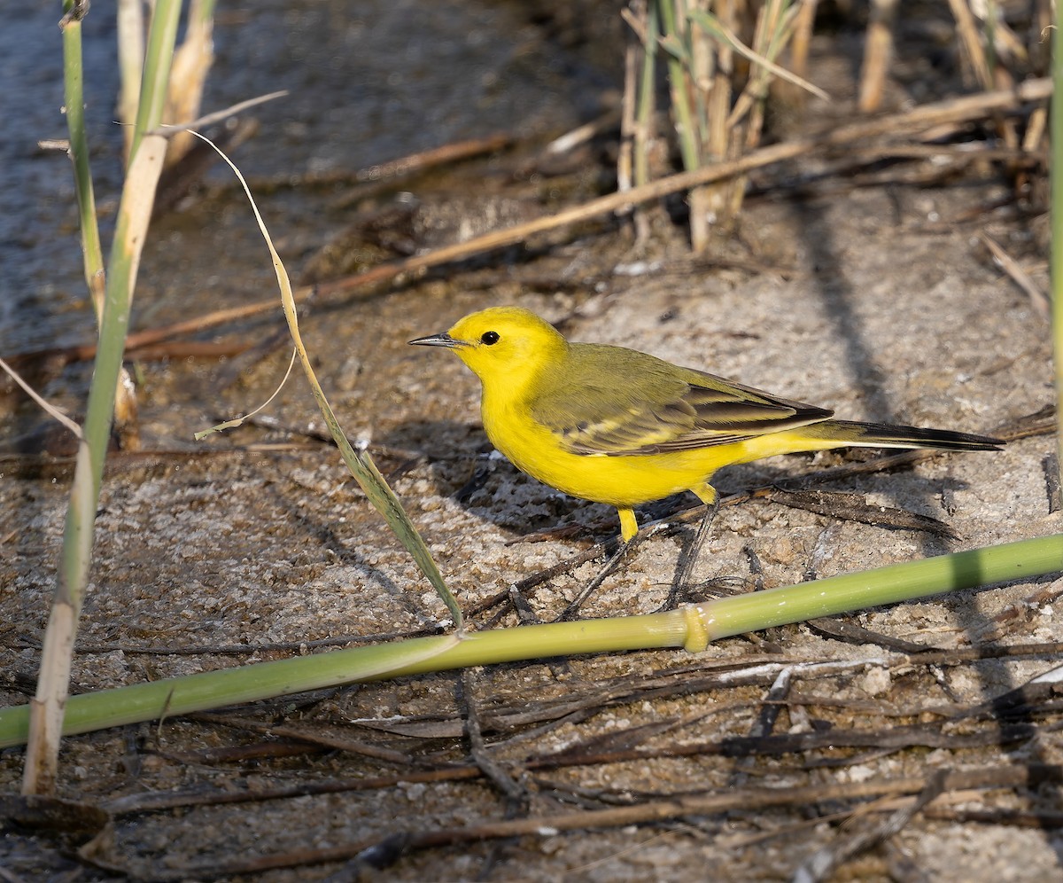 Western Yellow Wagtail (lutea) - ML632767301