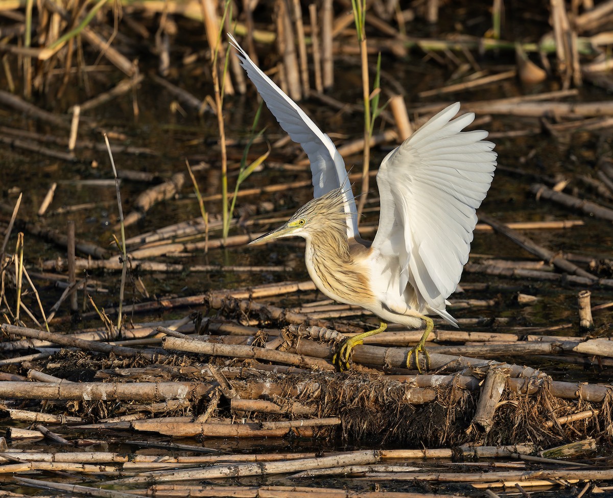 Squacco Heron - ML632767321