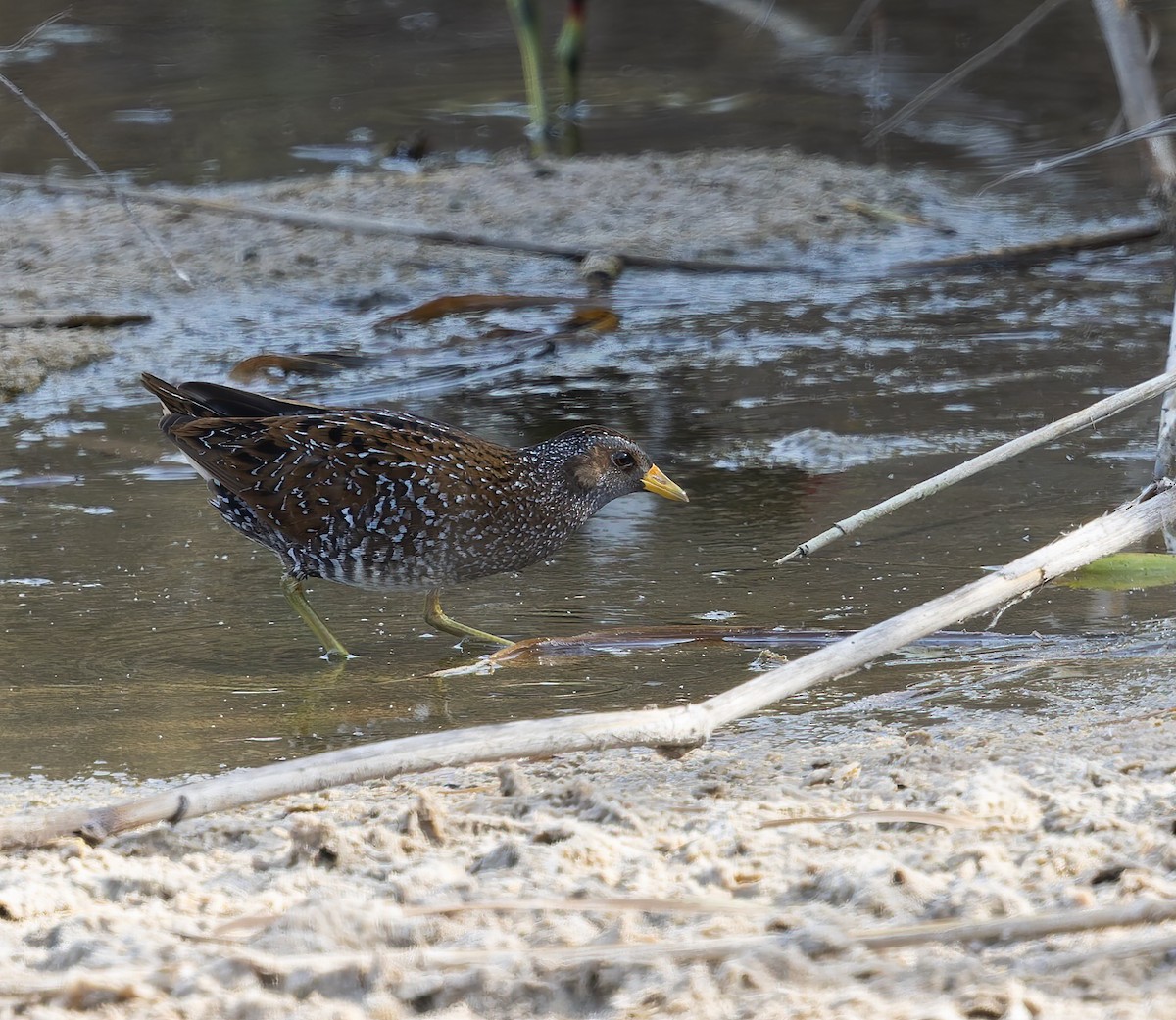 Spotted Crake - ML632767355