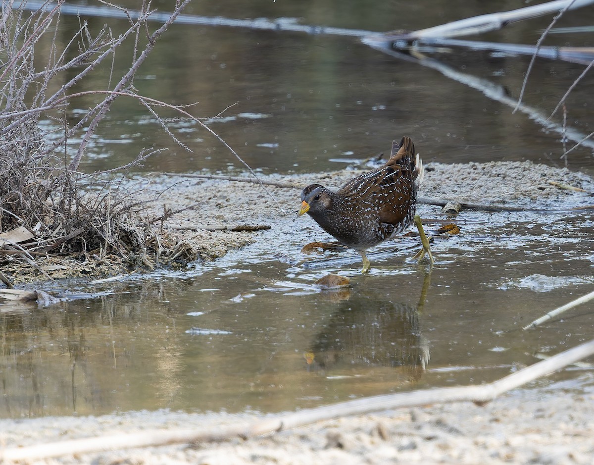Spotted Crake - ML632767356