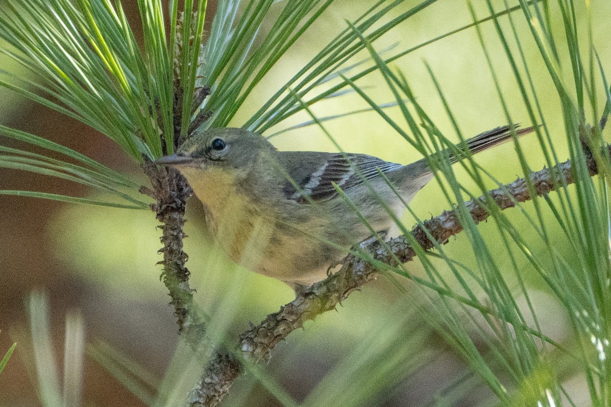 Pine Warbler - ML632767448
