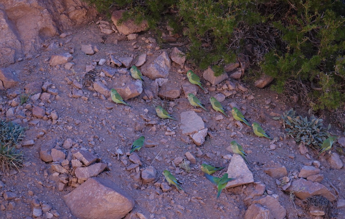 Mountain Parakeet - ML632767545