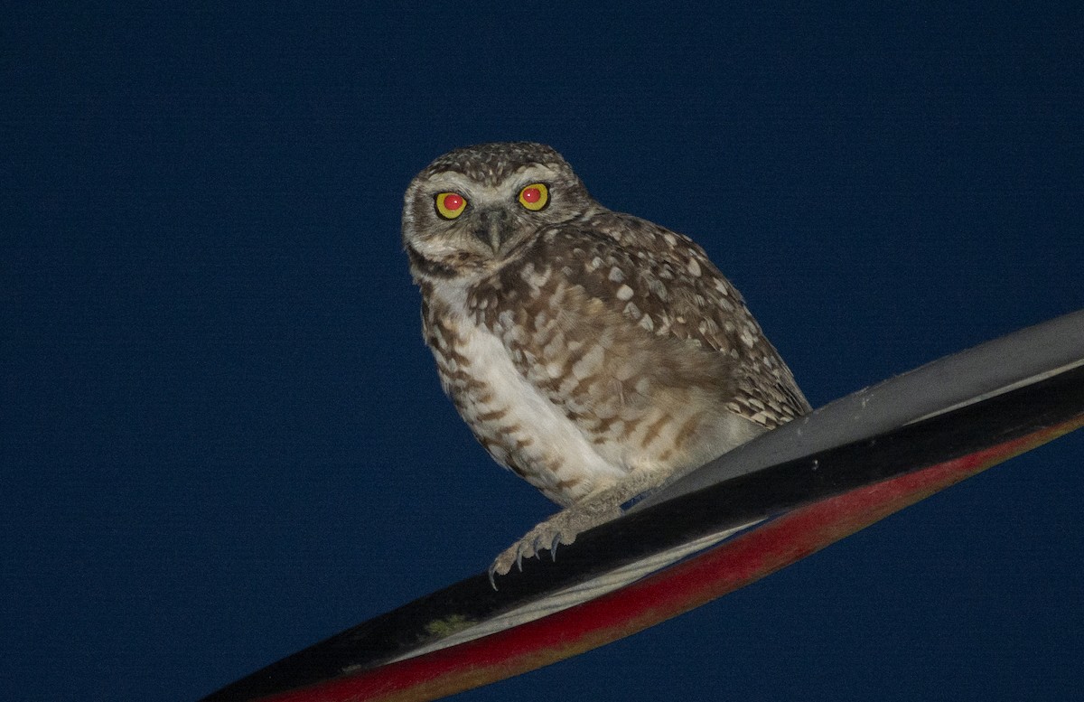 Burrowing Owl (grallaria) - ML632767639
