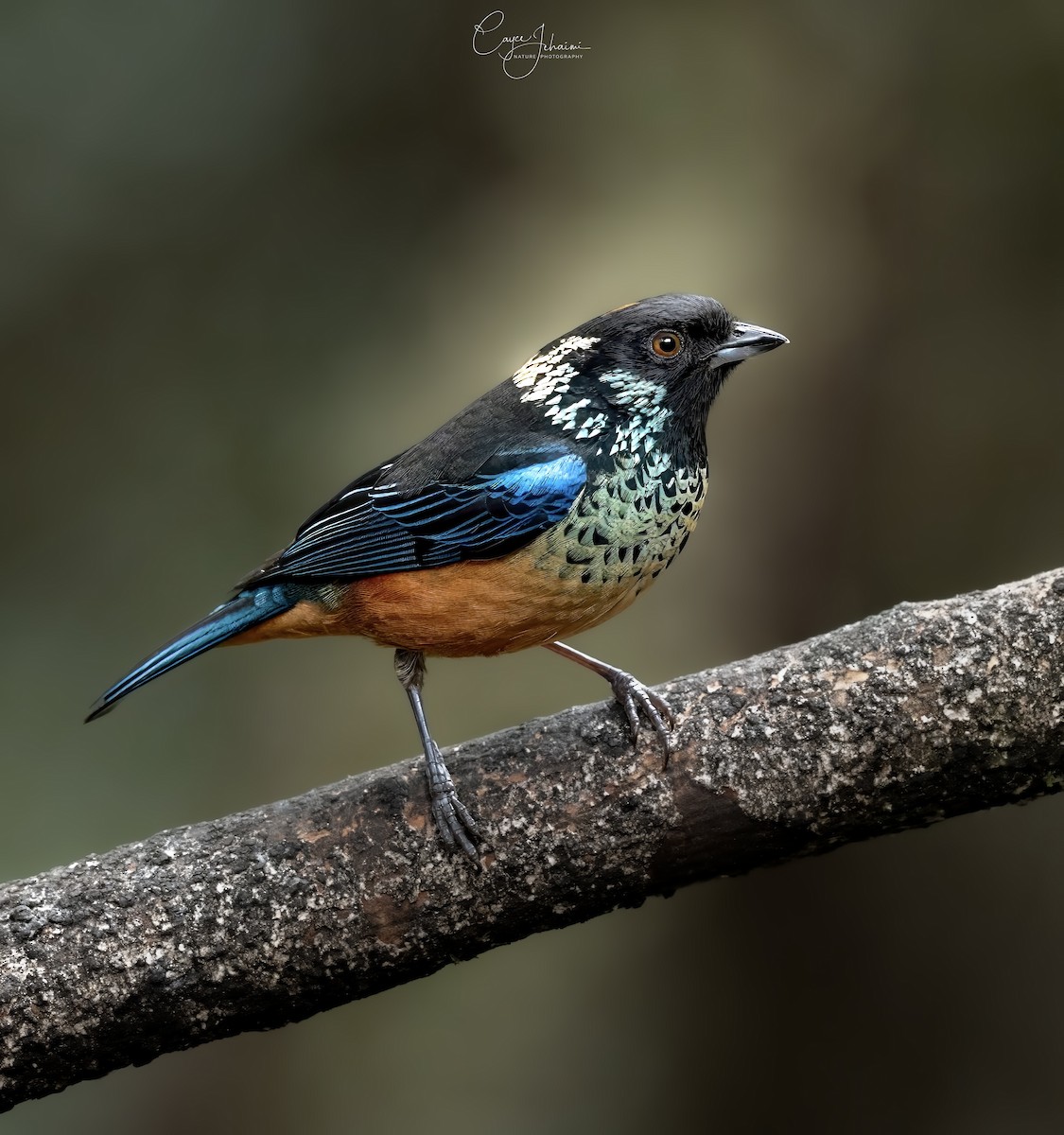 Spangle-cheeked Tanager - ML632767792