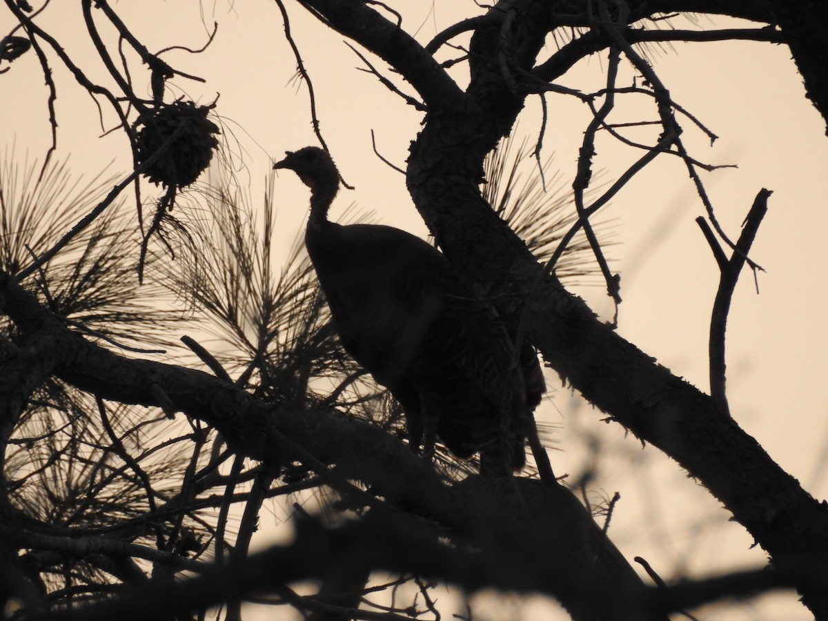 Wild Turkey - Karen McClure