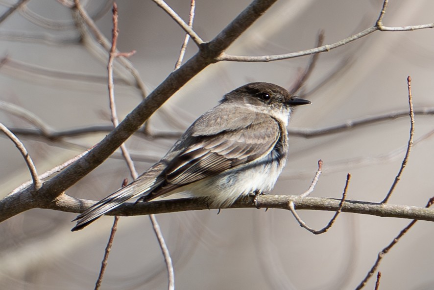 Eastern Phoebe - ML632767847