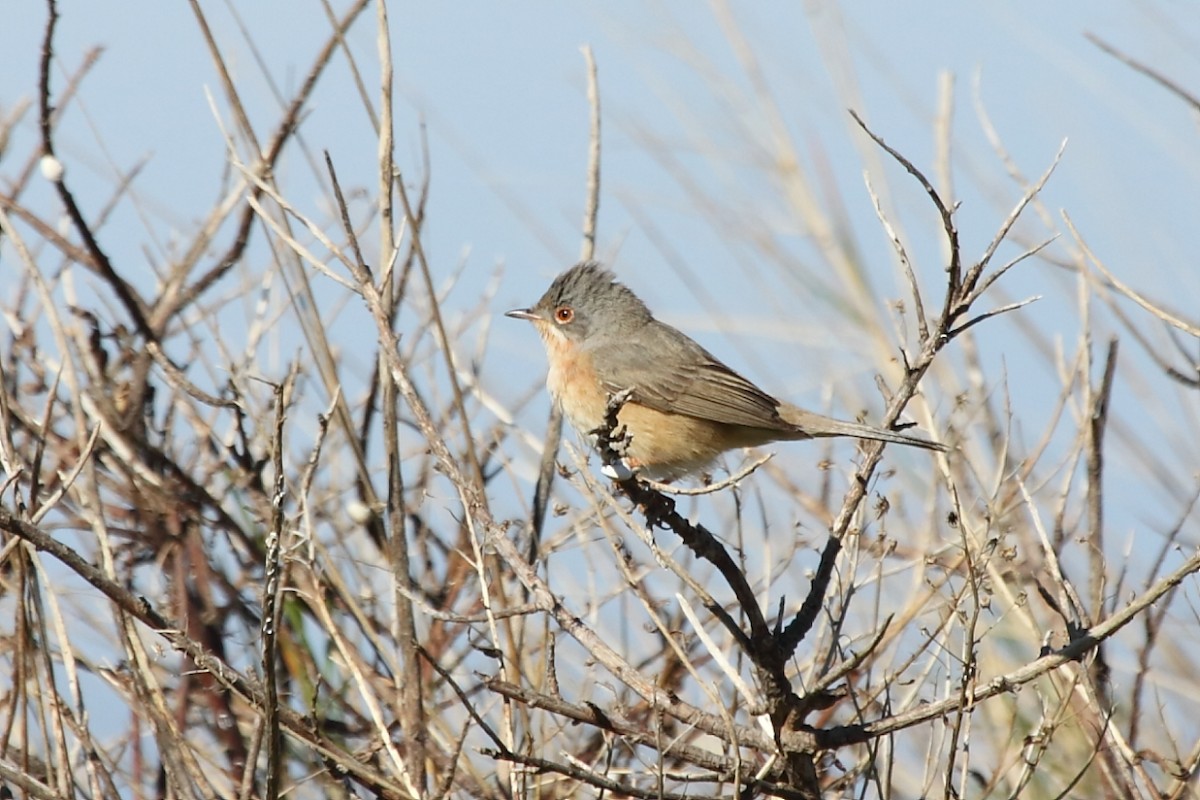 Western Subalpine Warbler - ML632767919