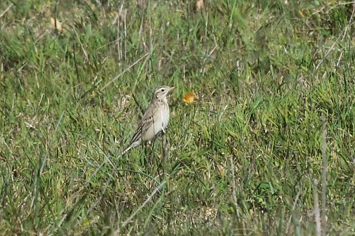 Хээрийн шийхнүүхэй - ML632767925