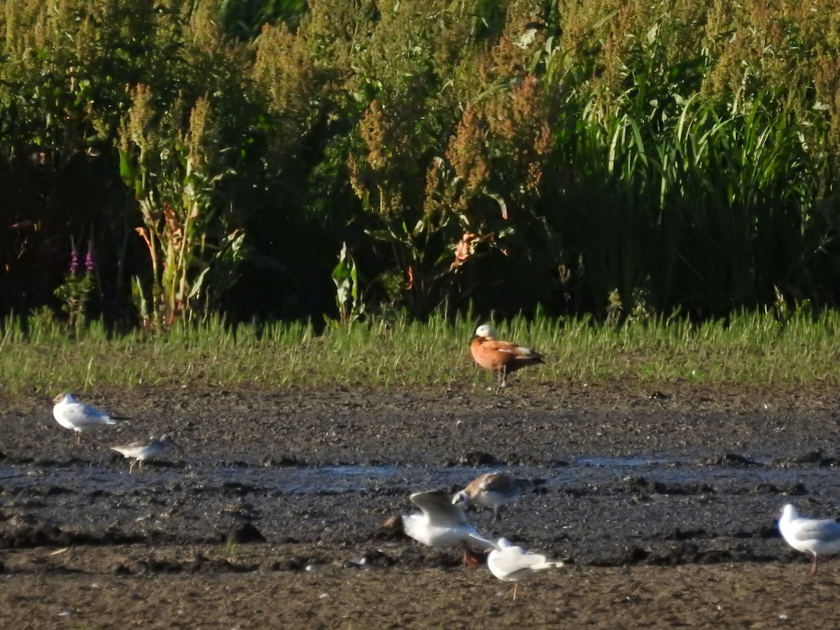 Ruddy Shelduck - Glenn Cornland