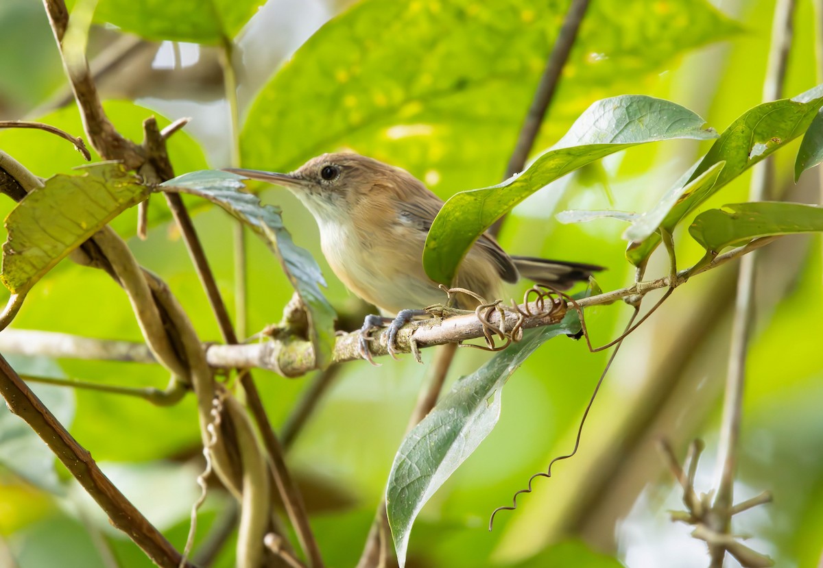 Long-billed Gnatwren - Tiago getnerski