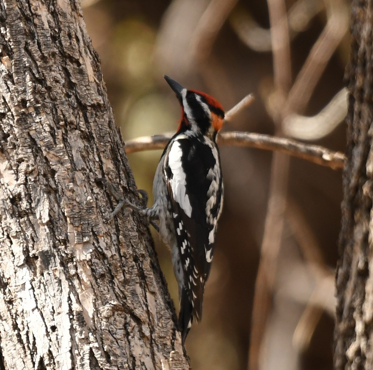 Red-naped Sapsucker - ML632768377
