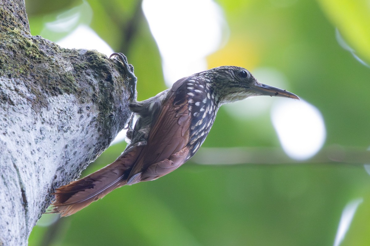 Black-striped Woodcreeper - Kevin Regan