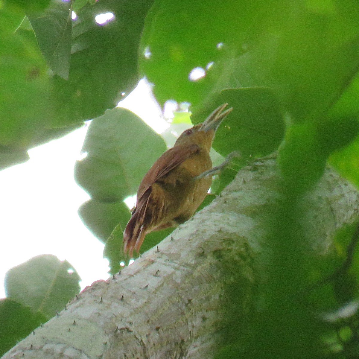 Cinnamon-throated Woodcreeper - ML632768481