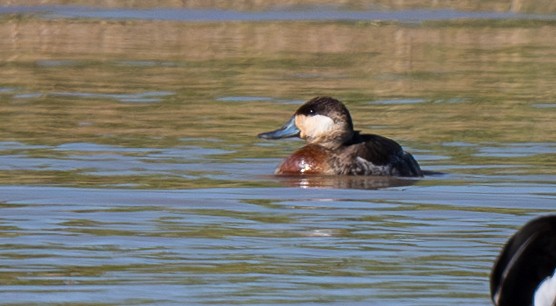 Ruddy Duck - ML632768890