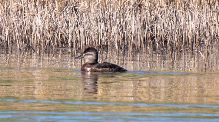 Ruddy Duck - ML632768980