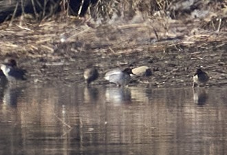 小水鴨(crecca) - ML632769308