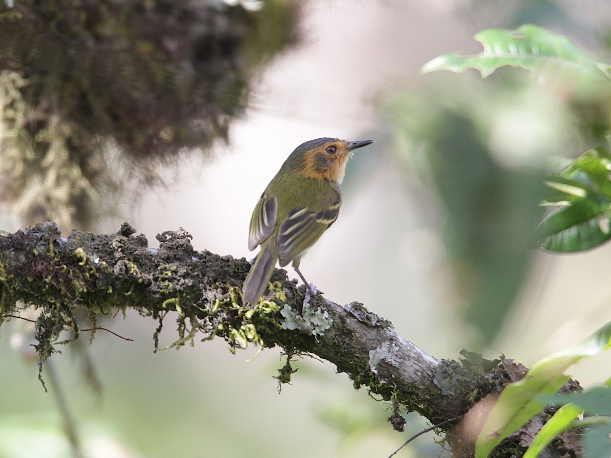 Ochre-faced Tody-Flycatcher - ML632769471