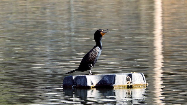 Cormorán Orejudo - ML632769498