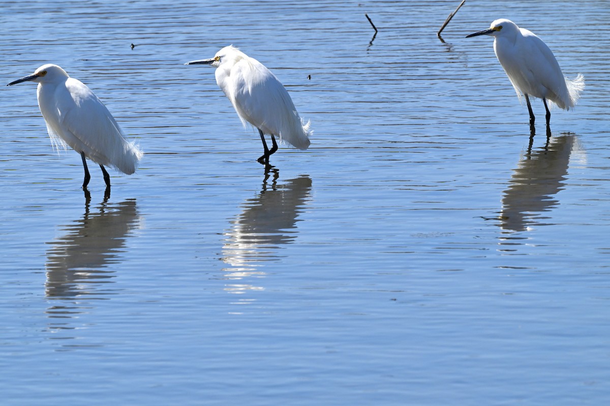 Snowy Egret - ML632769513